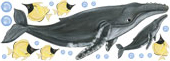 Humpback Whales