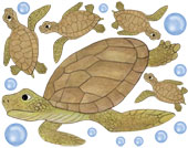 Sea Turtles